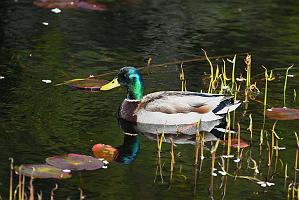 2025-05117944 Ipswitch River Wildlfe Sanctuary,  MA